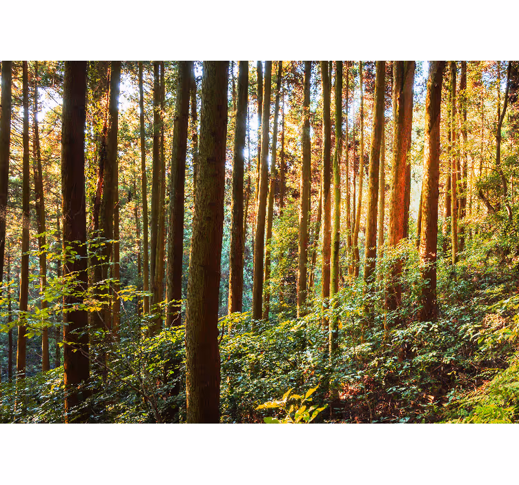 Trunchiuri de copaci înalte fototapet de pădure - TenStickers