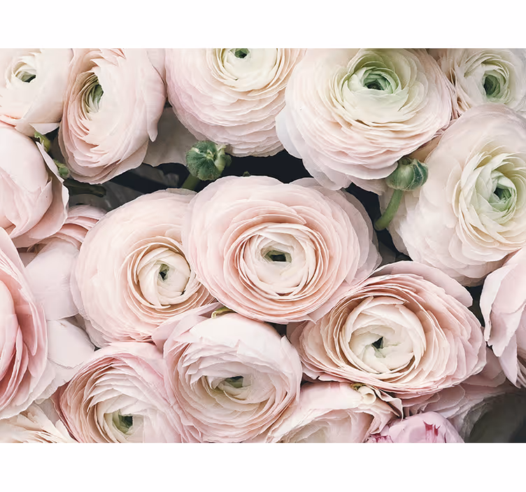 Fototapet cu flori flori delicate de ranunculus - TenStickers