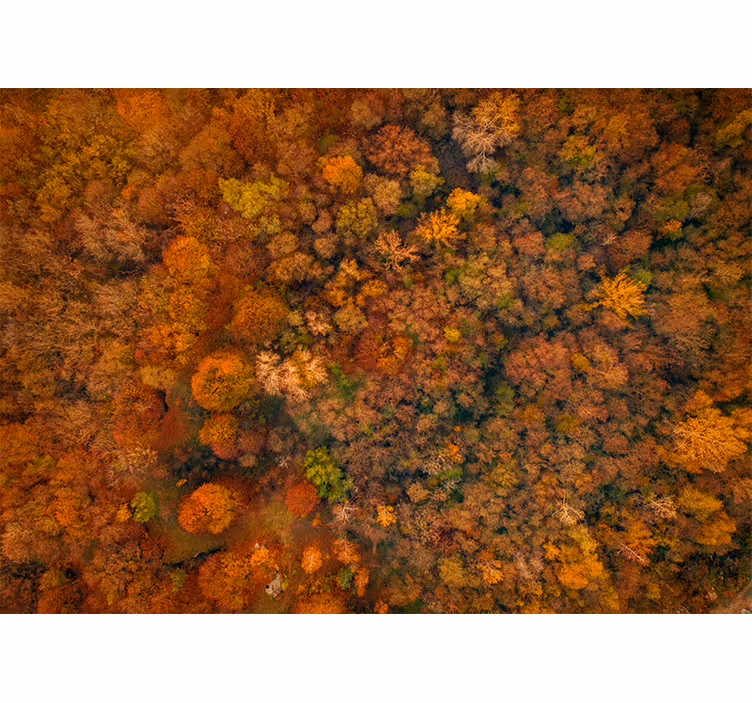 Fototapet natura priveliște din coroana copacilor toamna - TenStickers
