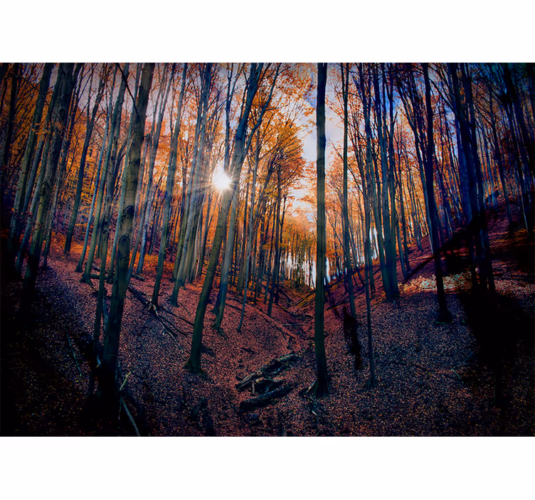 Păduri fototapet pădure de toamnă însorită - TenStickers