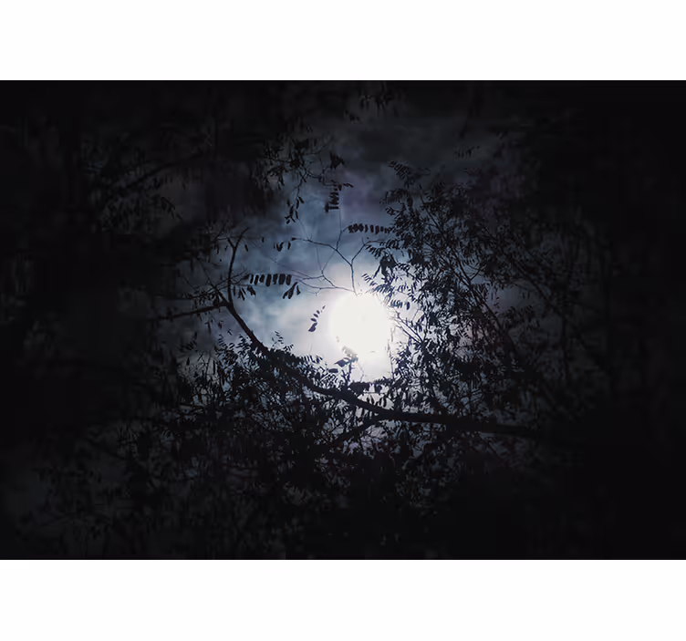 Fototapet natura ramuri sub lumina lunii - TenStickers