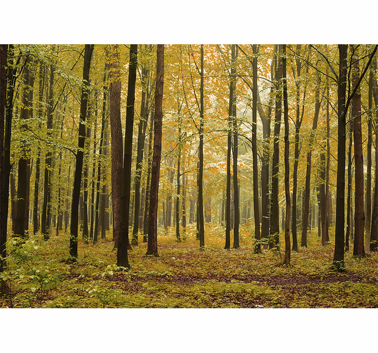 Păduri fototapet peisaj de toamnă în pădure - TenStickers
