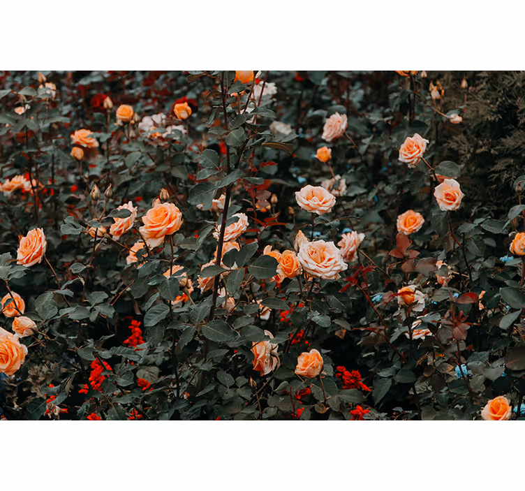 Picturi murale de flori trandafiri înfloriți - TenStickers