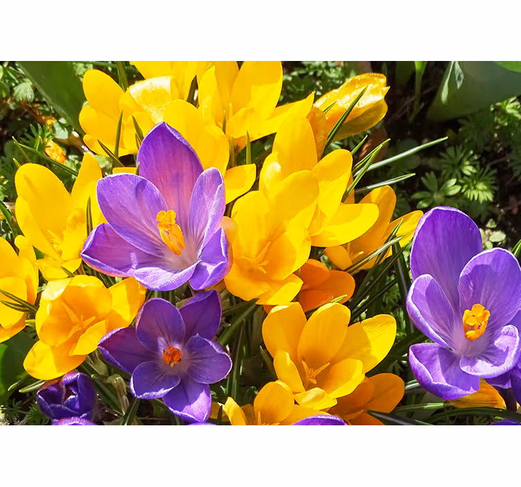 Fototapet de crocus violet și galben sălbatic - TenStickers