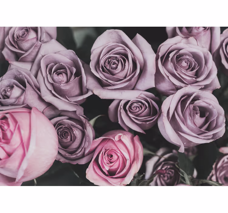 Fototapet cu flori buchet de trandafiri lavandă - TenStickers