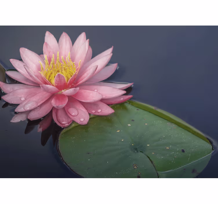 Picturi murale de flori loto roz senin - TenStickers