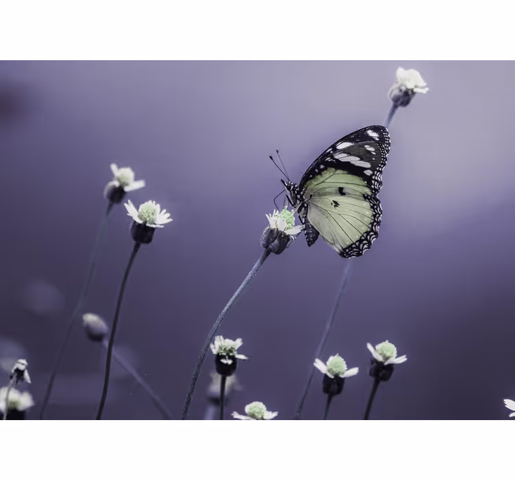 Fototapet cu flori fluture pe flori - TenStickers