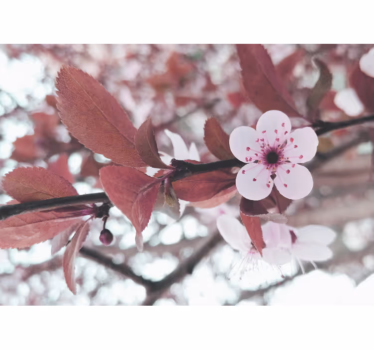 Fototapet cu flori înflorire de cireș - TenStickers