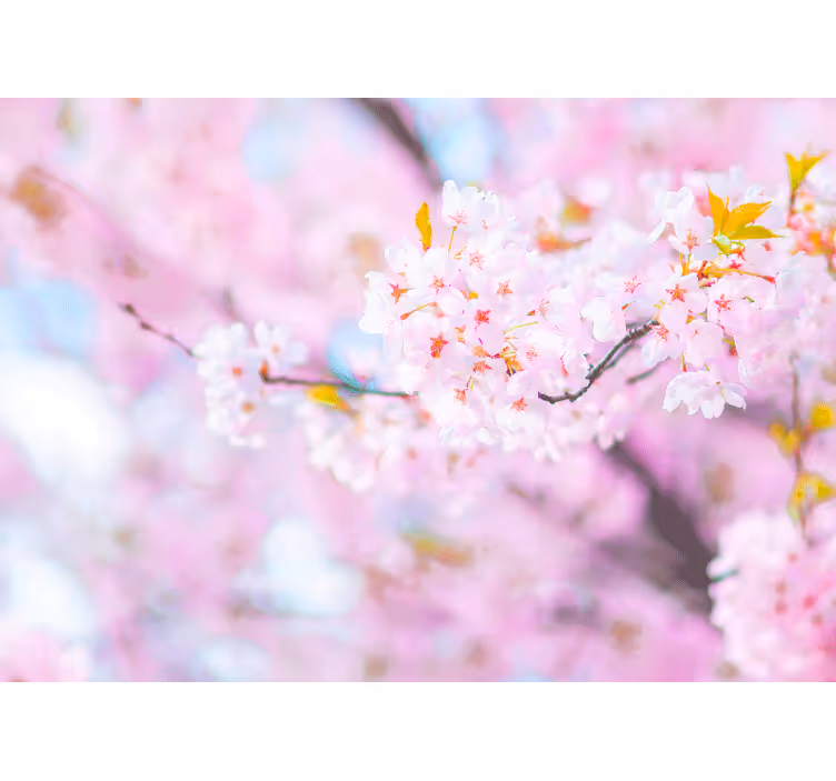 Fototapet cu flori splendoarea florilor de cireș - TenStickers