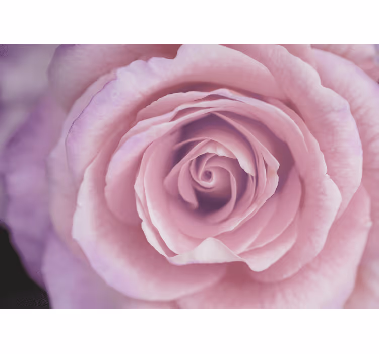 Fototapet cu flori bujori roz - TenStickers