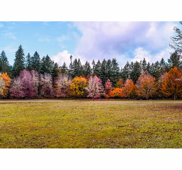 Fototapet natura pădurea colorată de toamnă - TenStickers