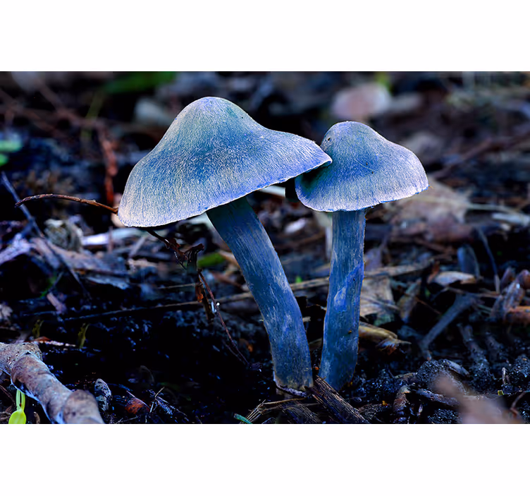 Fototapet natura forme unice de ciuperci - TenStickers