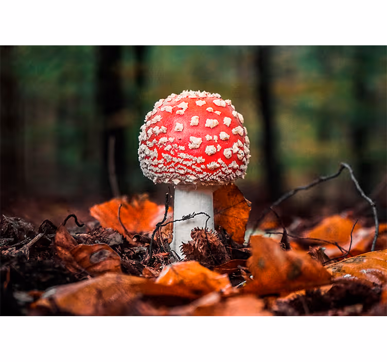 Fototapet natura ciupercă roșie cu buline albe - TenStickers