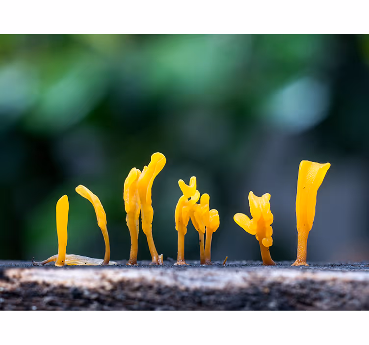 Fototapet natura creșterea ciupercilor galbene - TenStickers