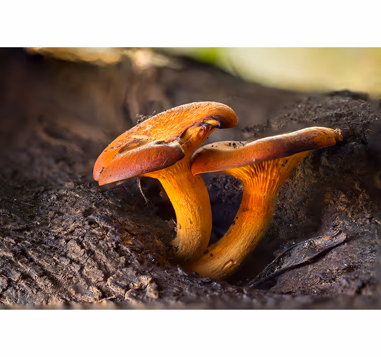Păduri fototapet peisaj natural cu ciuperci - TenStickers