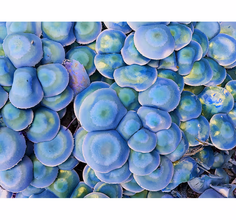 Fototapet natura suculente colorate în detaliu - TenStickers