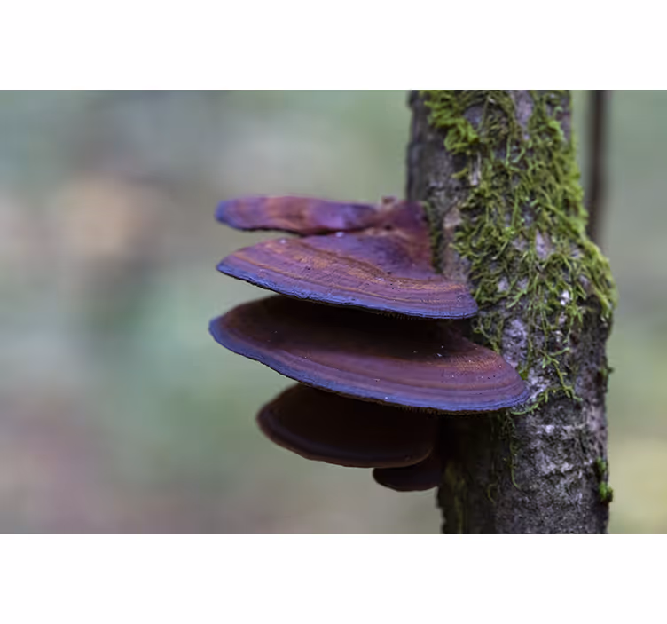 Fototapet natura detaliu creștere ciuperci - TenStickers