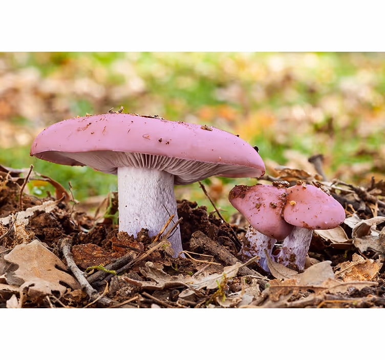 Fototapet natura ciuperci roz si albe - TenStickers