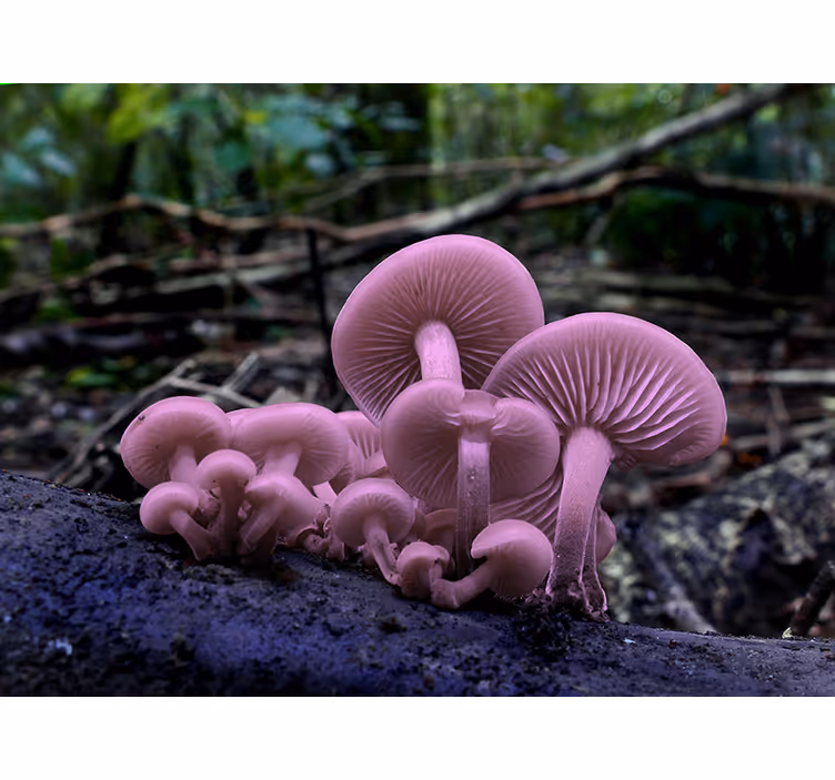 Fototapet cu flori grupuri de ciuperci roz - TenStickers