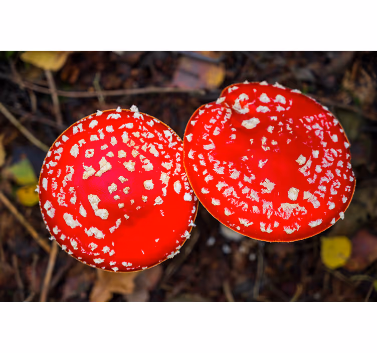 Fototapet natura ciuperci roșii - TenStickers