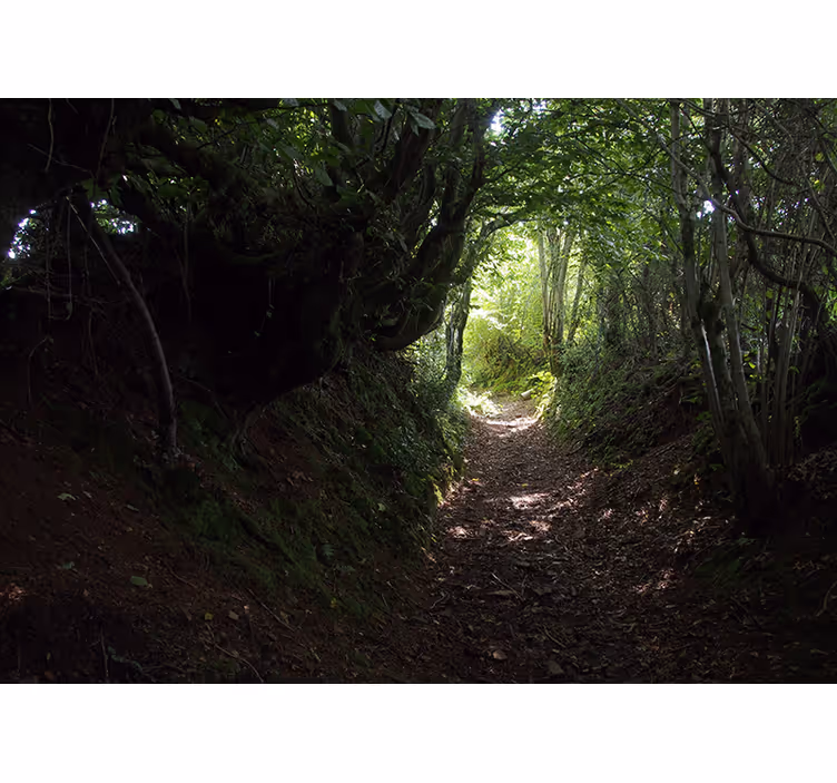 Păduri fototapet poteca din pădure - TenStickers