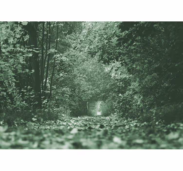 Păduri fototapet cale verde în pădure - TenStickers