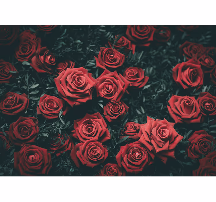 Fototapet cu flori trandafiri roșii romantici - TenStickers