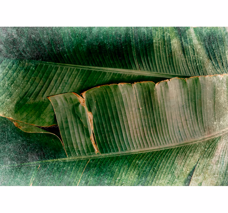 Fototapet natura straturi de vegetație vibrante - TenStickers