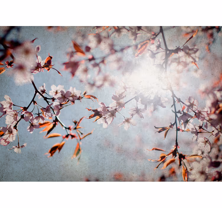 Fototapet cu flori ramuri de sakura - TenStickers