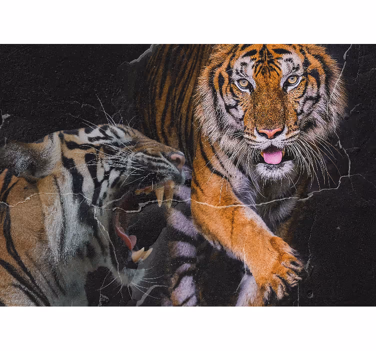 Fototapet animale Întâlnire cu tigri majestuoși - TenStickers