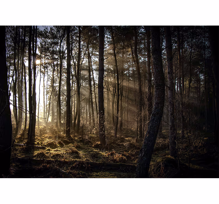Păduri fototapet poiana de pădure însorită - TenStickers