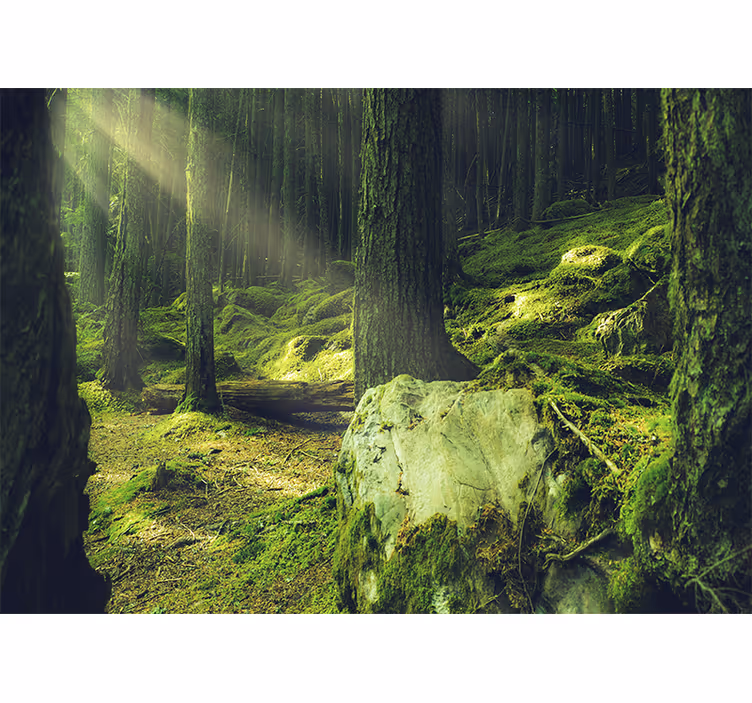 Fototapet natura lumina soarelui prin copaci - TenStickers