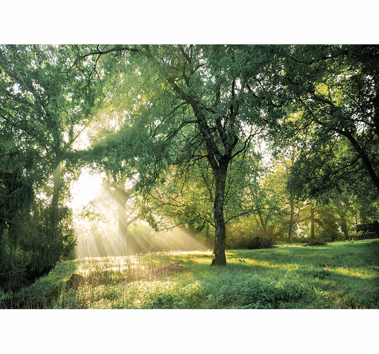 Fototapet natura pădure liniștită cu soare - TenStickers