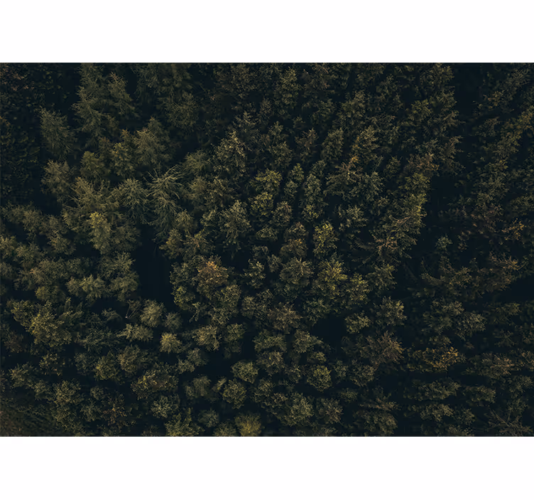 Fototapet natura canopy de verdeață luxuriantă - TenStickers