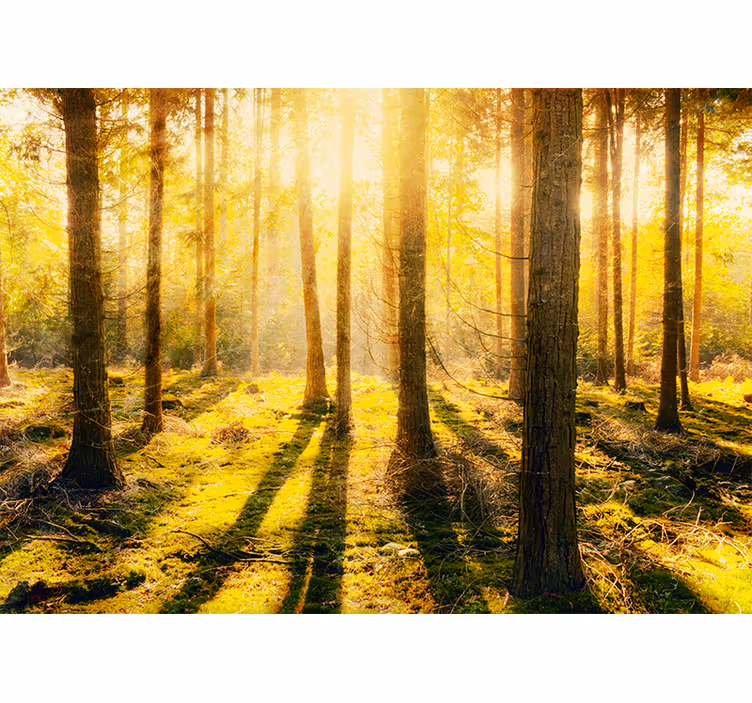 Fototapet natura peisaj pădure însorit - TenStickers