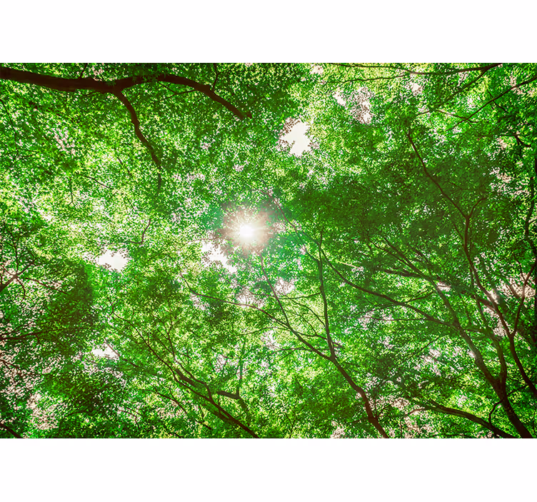 Fototapet natura vedere din coroana copacilor - TenStickers