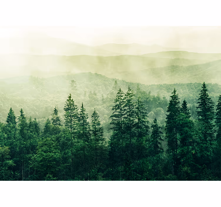 Fototapet natura peisaj verde cețos - TenStickers