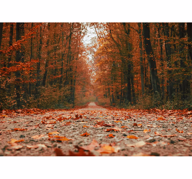 Fototapet frumos colorat cu frunze de toamnă - TenStickers