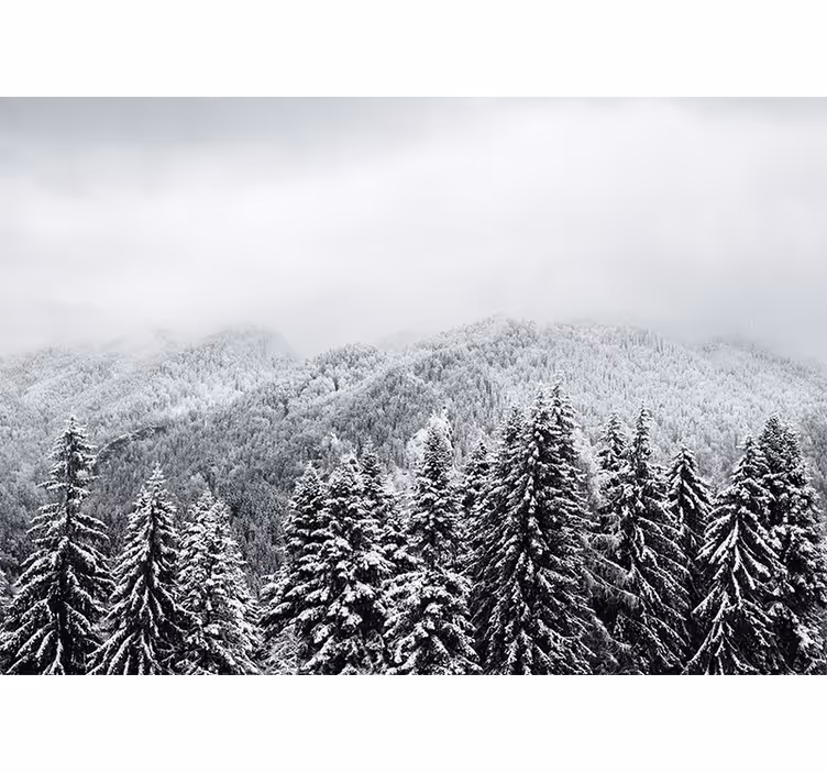 Pădure înzăpezită cu pin de munte fototapet - TenStickers