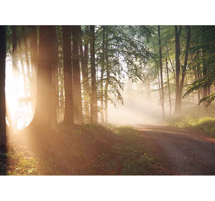 Fototapet natura razele liniștitoare din pădure - TenStickers