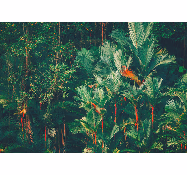 Jungle dimineața pădure fototapet - TenStickers