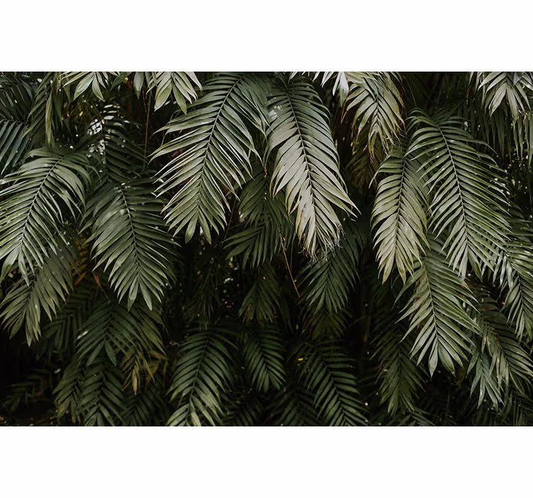 Fototapet natura vegetație tropicală - TenStickers