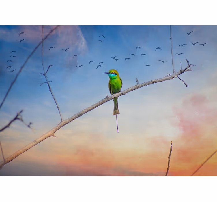 Fototapet animale pasăre pe ramură - TenStickers
