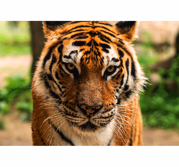 Fototapet animale imagine tigru regal - TenStickers