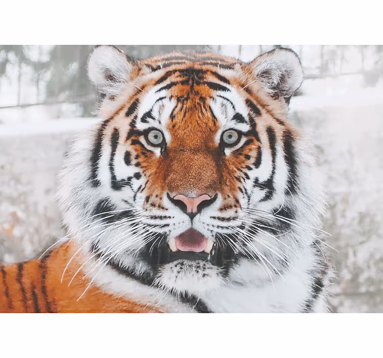 Fototapet animale reprezentare tigru regal - TenStickers