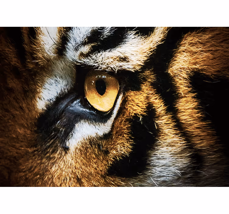 Fototapet animale privire intensă de tigru - TenStickers