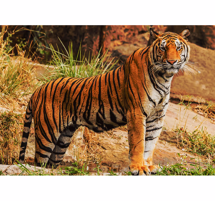 Fototapet animale prezența unui tigru majestuos - TenStickers