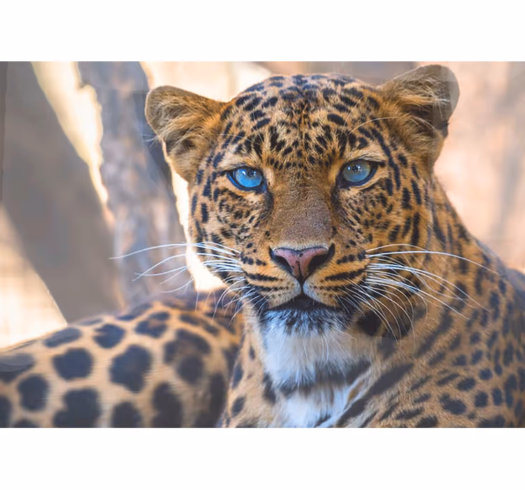 Fototapet animale portret de leopard mărit - TenStickers