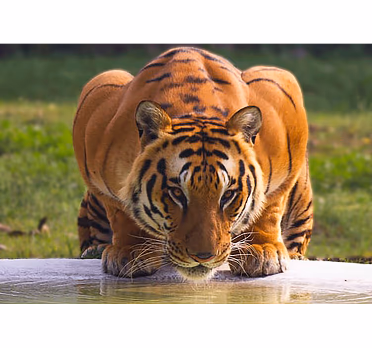 Fototapet animale tigru regal în poziție - TenStickers