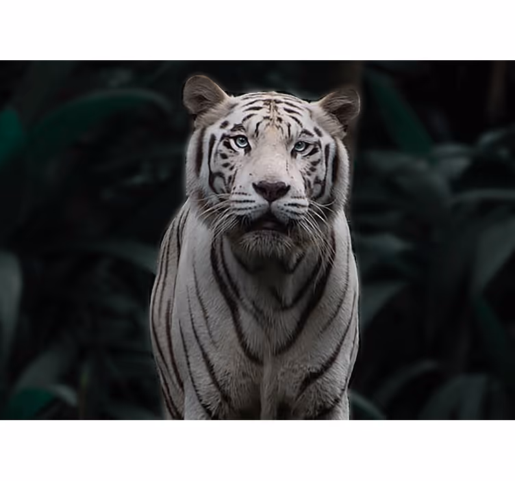 Fototapet animale tigru alb regal - TenStickers